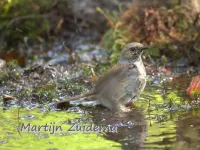 Heggenmussen [Prunellidae]